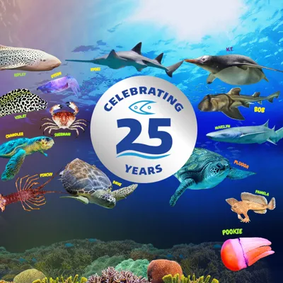 25 Year Anniversary