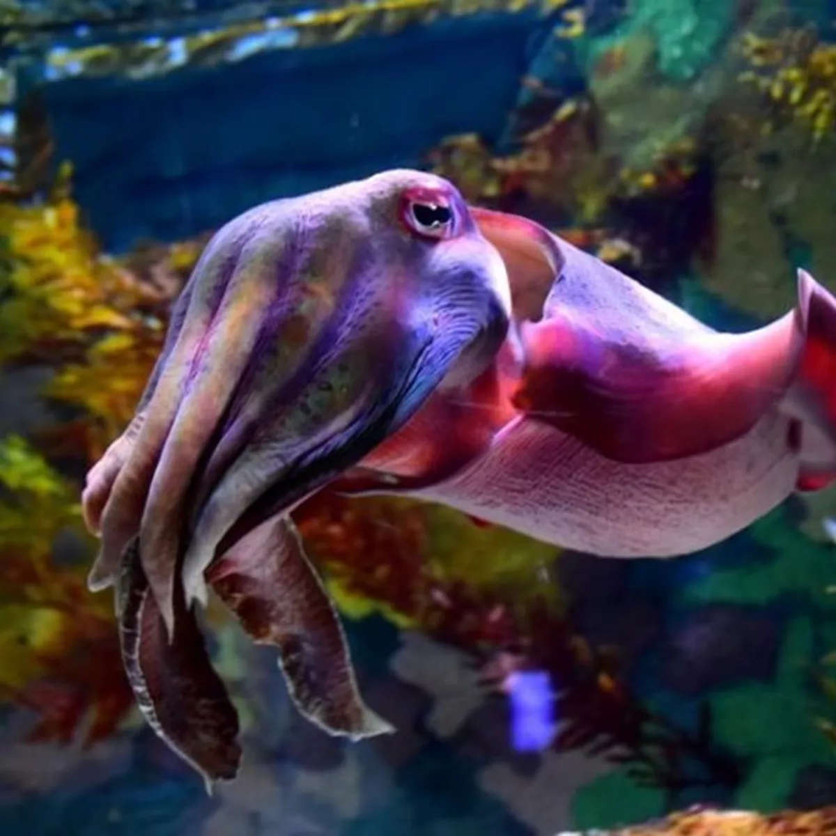Seahorse and Cuttlefish | SEA LIFE Melbourne