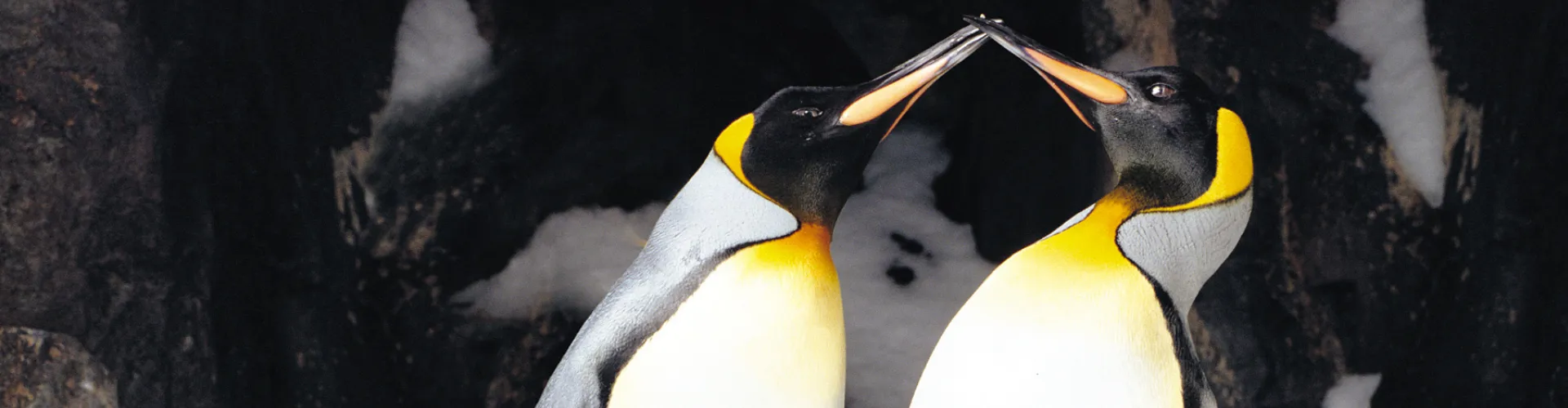 1950 X 550 Penguins SLMA