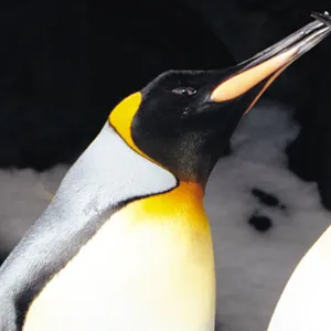 1950 X 550 Penguins SLMA