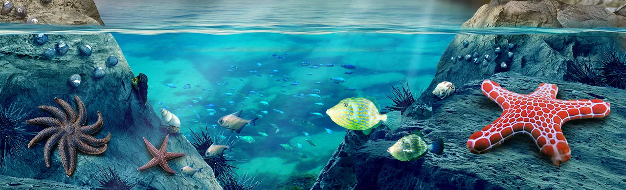 SLM Rockpool Weblandingbanner 1280X390px