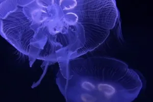 Jellyfish Blue