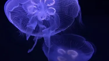 Jellyfish Blue