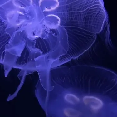 Jellyfish Blue
