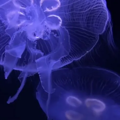 Jellyfish Blue