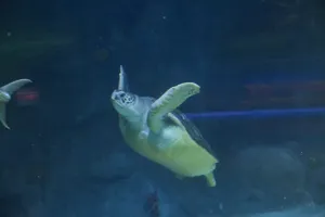 Turtle Rescue SEA LIFE Melbourne