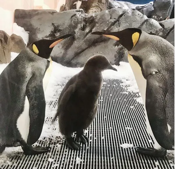 Penguin