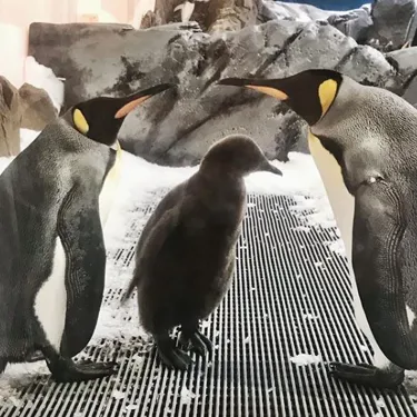 Penguin