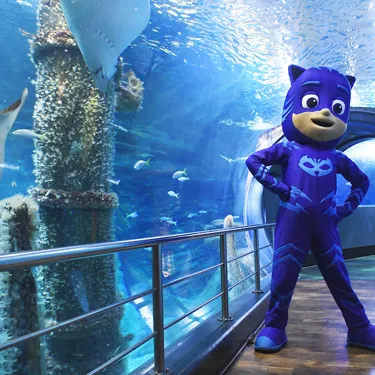 Sealifemelbourne Pjmasks Catboy Sharktunnel