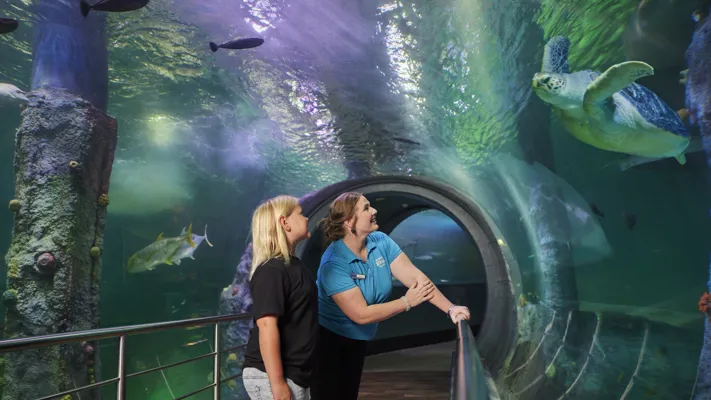 Turtle Rescue SEA LIFE Melbourne (1)