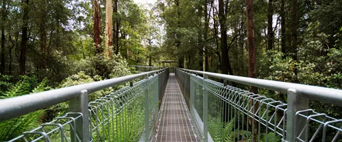 Treetop Walks