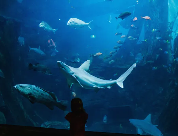 SLMA Oceanarium (2)