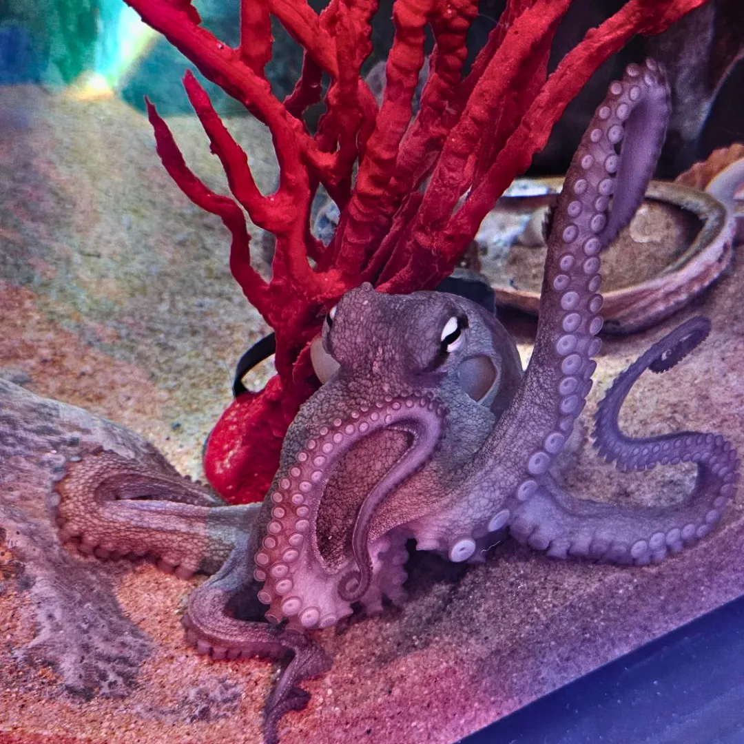 Fuzz The Gloomy Octopus At SEA LIFE Melbourne Aquarium 02