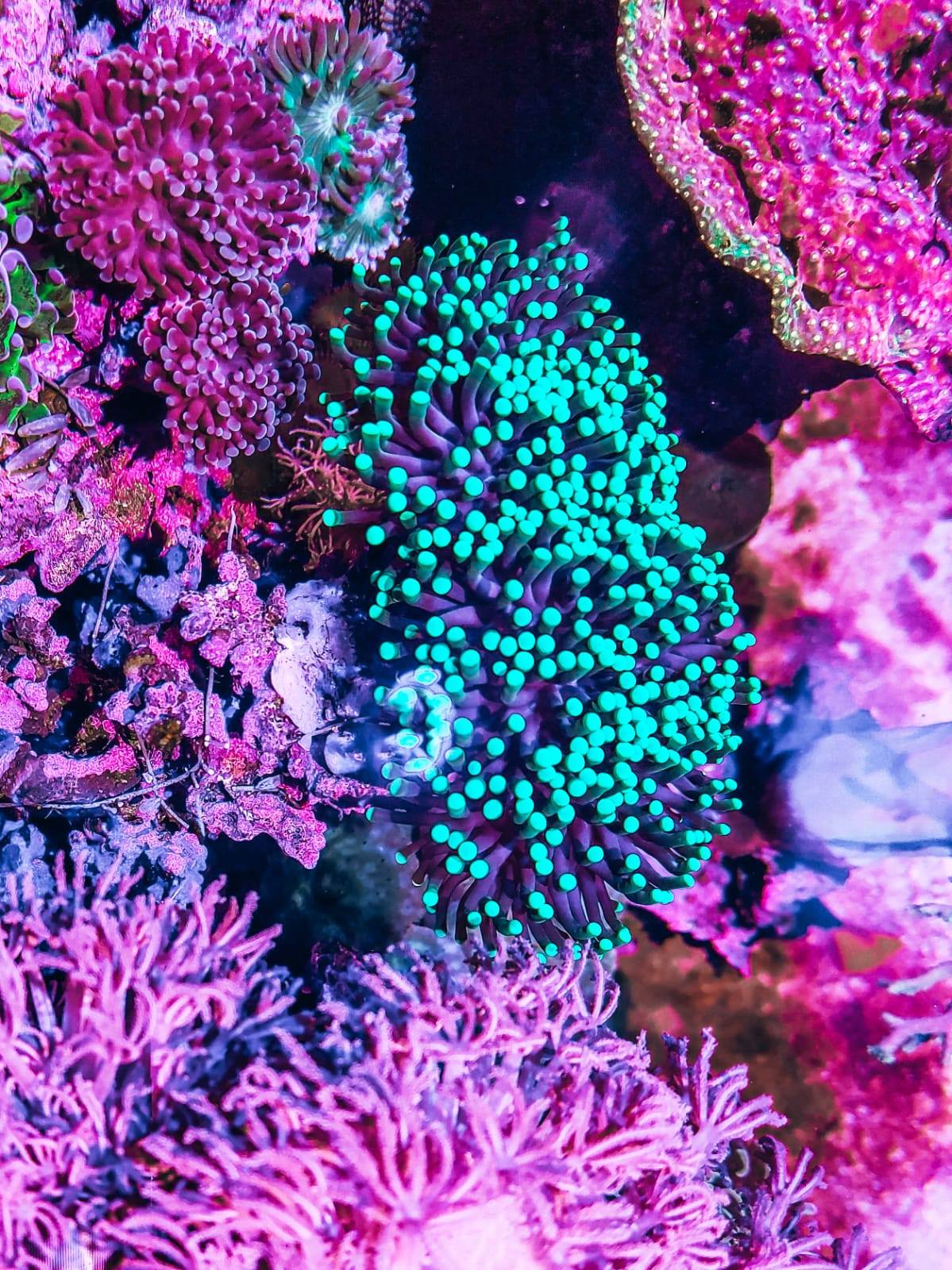Coral1