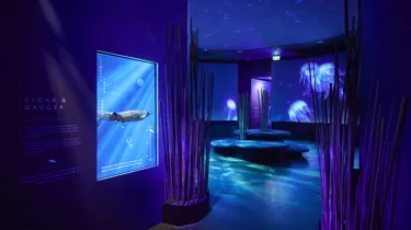 KH 005 Submerged 130223