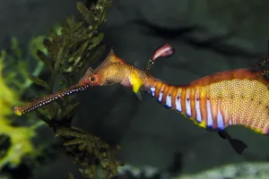 Weedy Seadragon