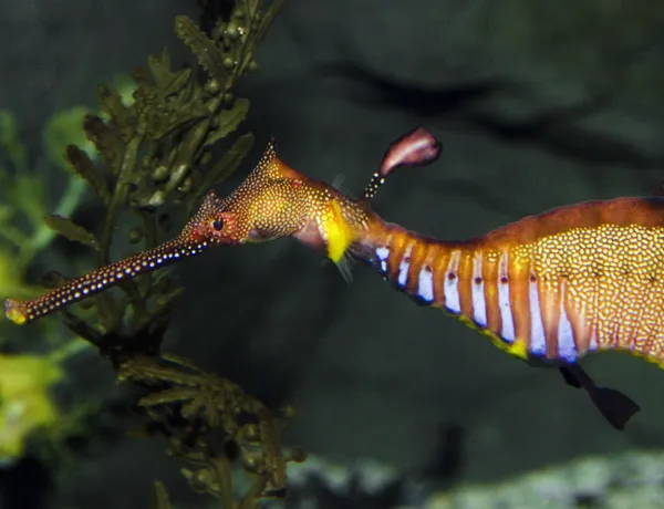 Weedy Seadragon