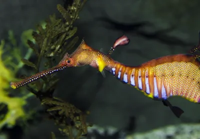 Weedy Seadragon