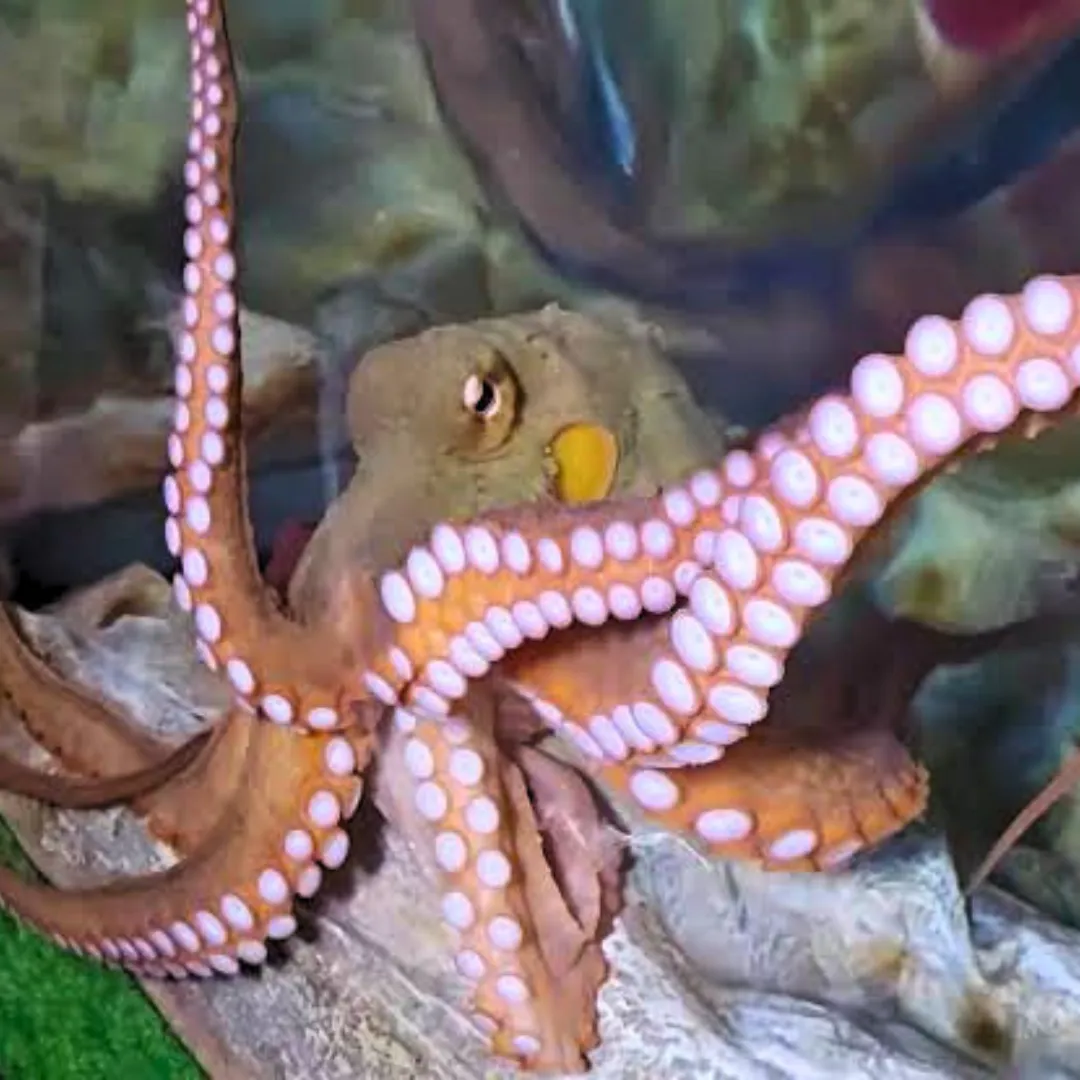 Fuzz The Gloomy Octopus At SEA LIFE Melbourne Aquarium 05
