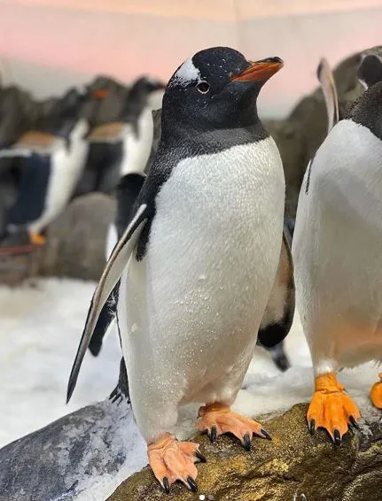 KT - Gentoo penguins at SEA LIFE Melbourne