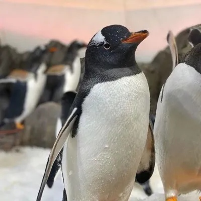 KT - Gentoo penguins at SEA LIFE Melbourne