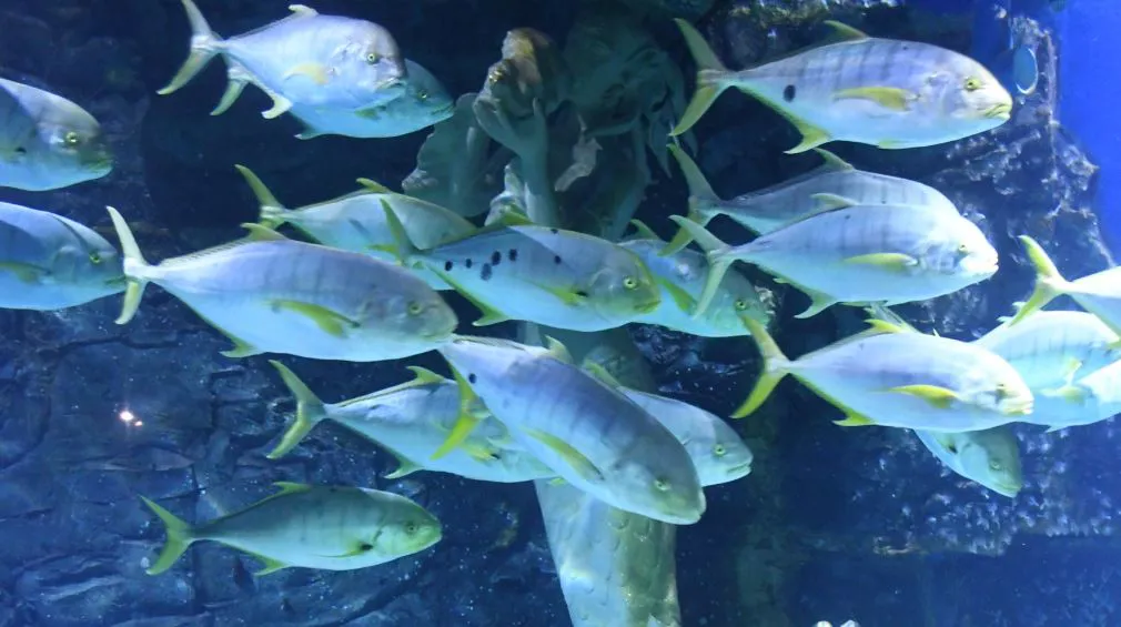 Golden Trevally in SEA LIFE Melbourne Aquarium