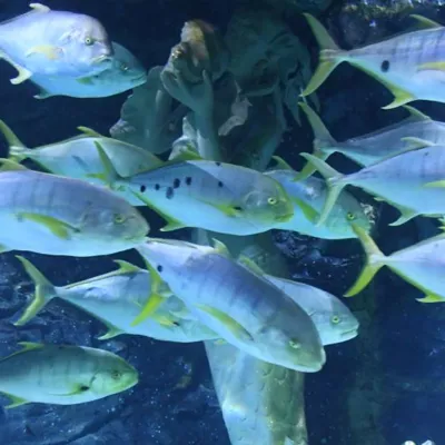 Golden Trevally in SEA LIFE Melbourne Aquarium