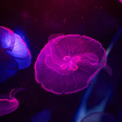 SLMA Moon Jellyfish (8)