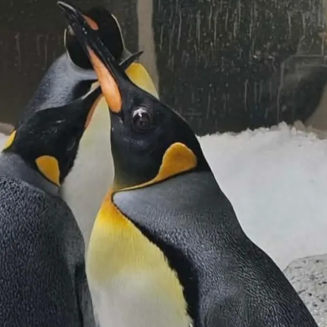 Honey King Penguin