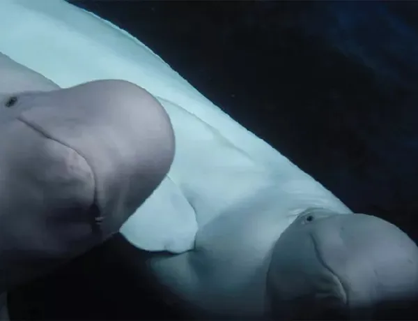 Beluga Whale Sanctuary