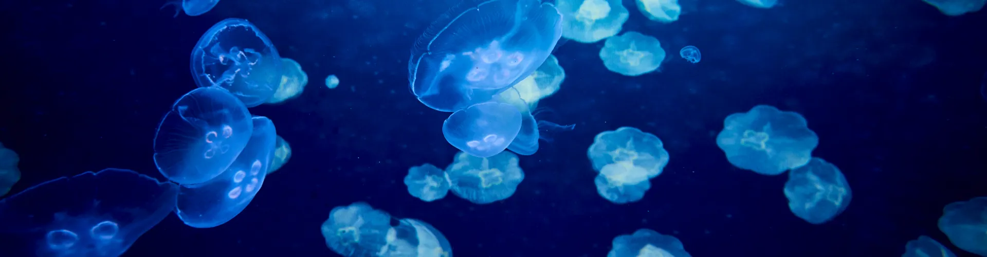 Jellyfish Header