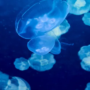Jellyfish Header