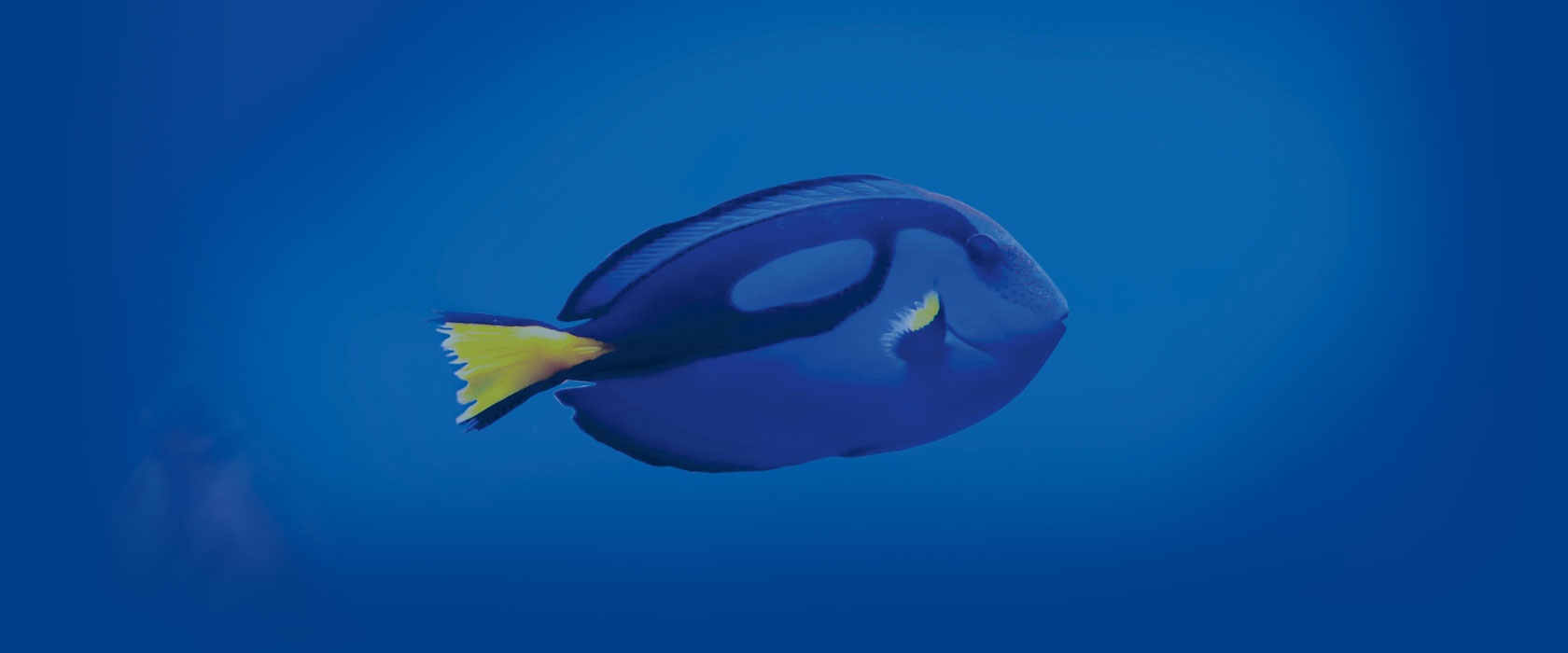 Dory Fish Header