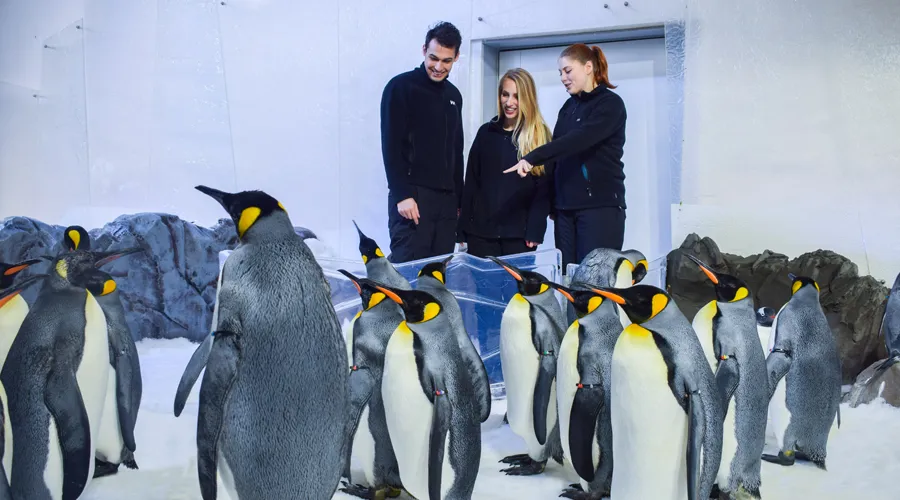 Meet Our Penguins Up Close!