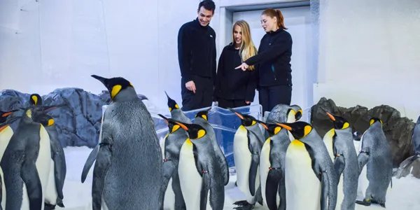 Meet Our Penguins Up Close!