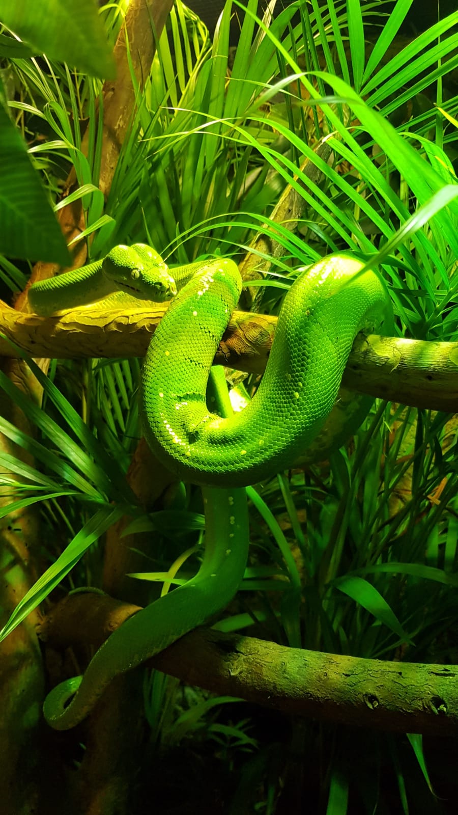 Green Tree Python | SEA LIFE Melbourne