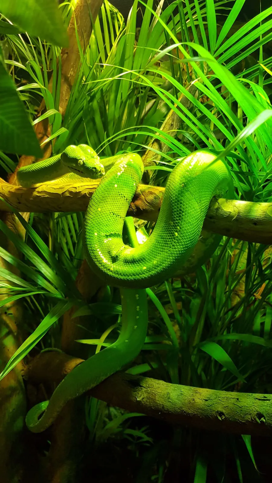 Green Tree Python - Los Angeles Zoo and Botanical Gardens