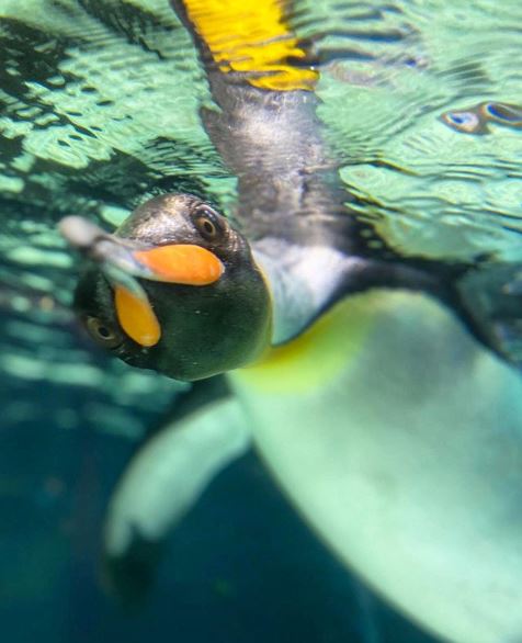  ‘Egg - King penguins swimming at SEA LIFE Melbourne ’