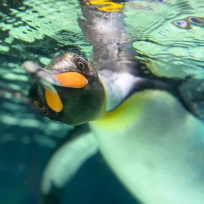 ‘Egg - King penguins swimming at SEA LIFE Melbourne ’