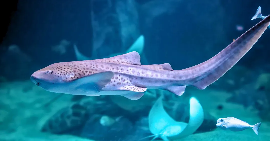 Zebra Shark Leopard Shark