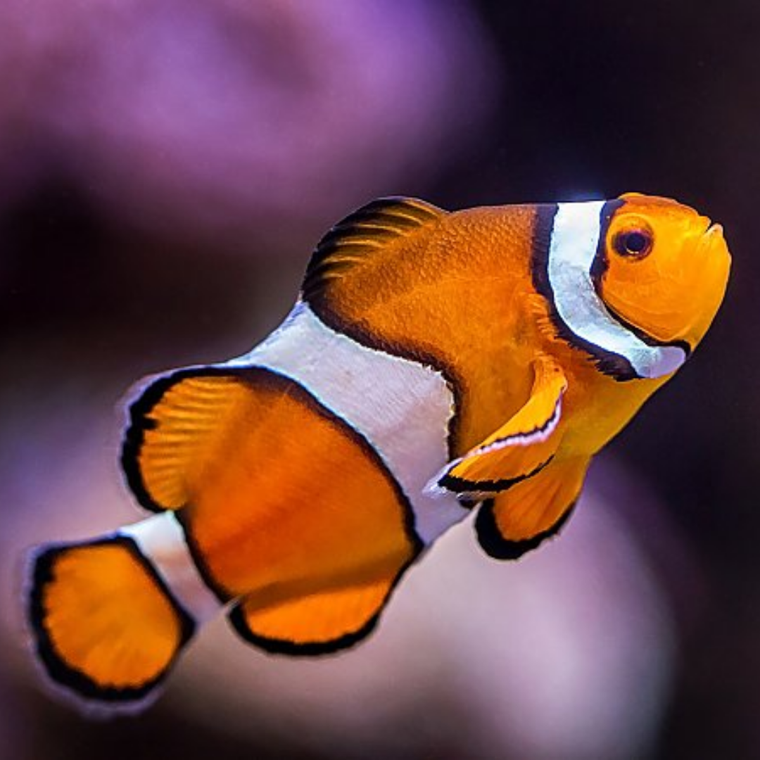 Nemo 3Rd On Slideshow