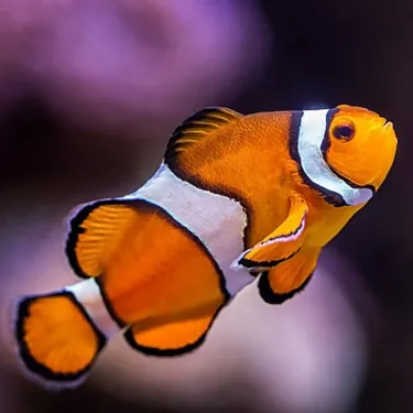 Nemo 3Rd On Slideshow
