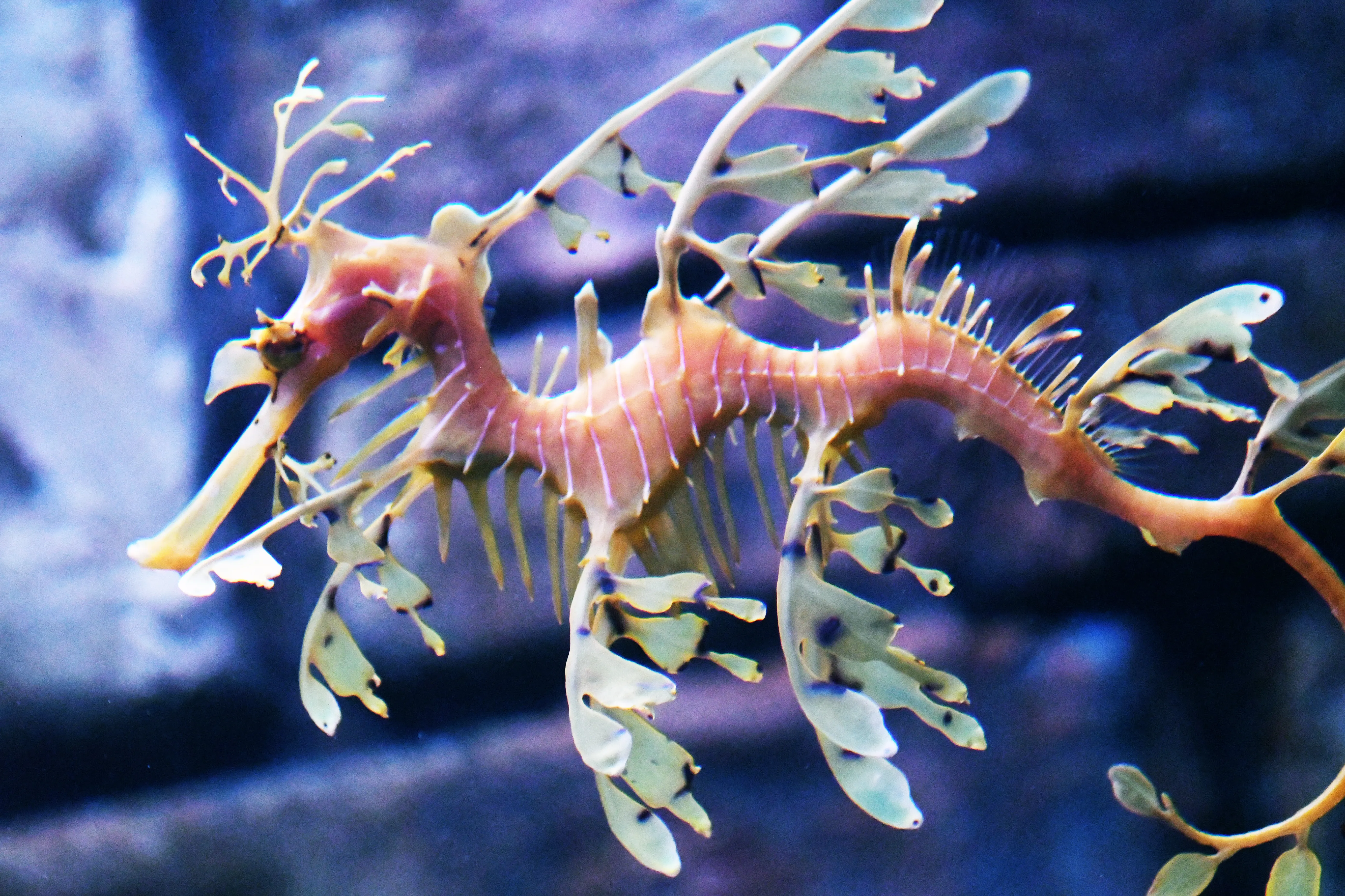 Leafy Sea Dragon