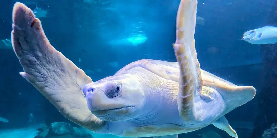 Sea Life Week World Oceans Day 2027 | SEA LIFE Melbourne Aquarium