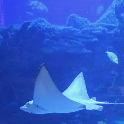 Eagle Ray 1