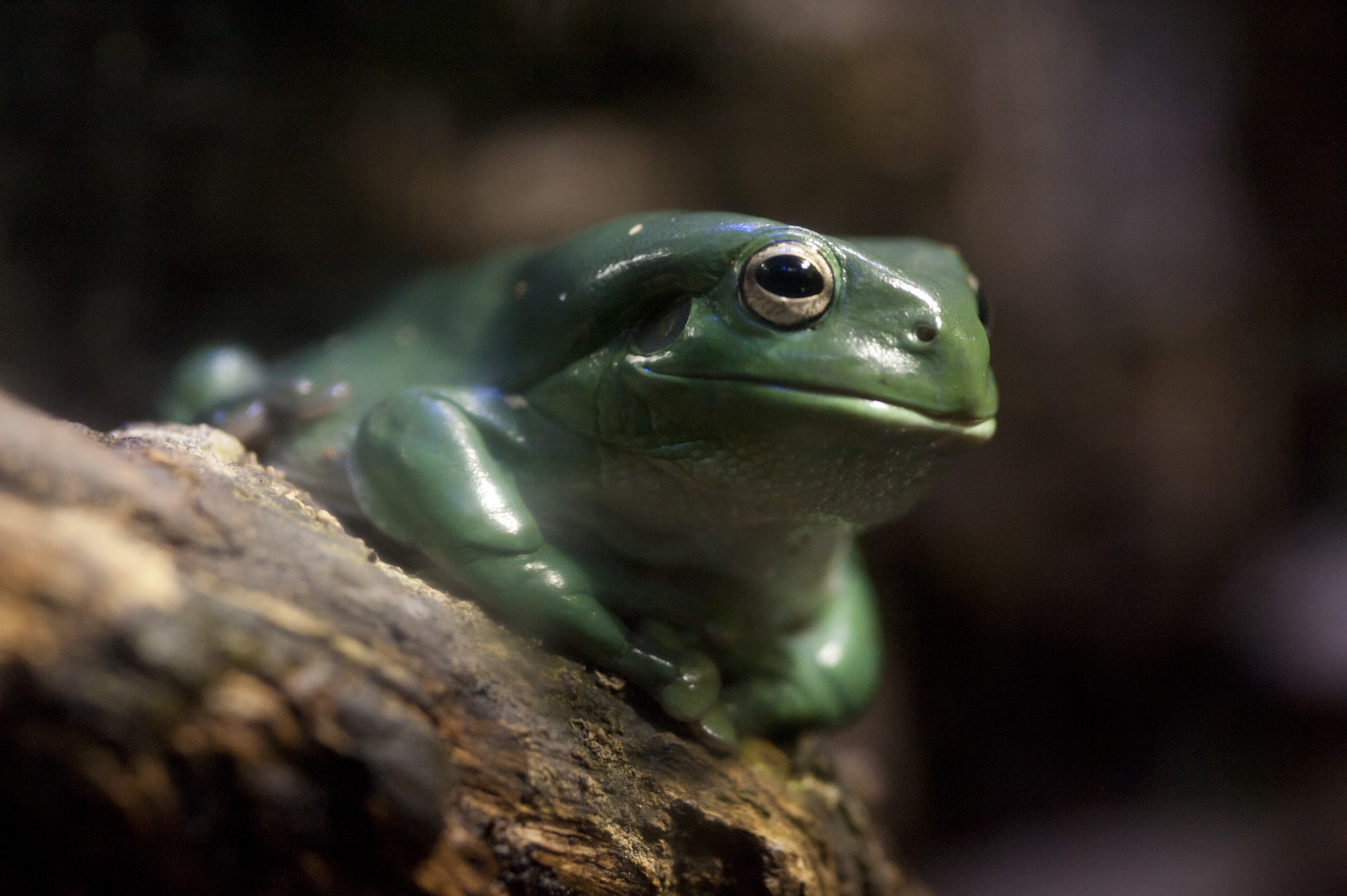 SLMA Green Tree Frog