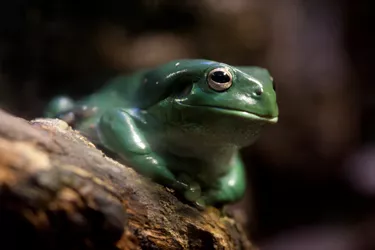 Fun Tree Frog Facts to Know - Sea Life Melbourne
