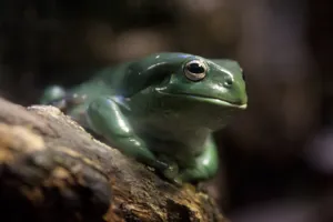Fun Tree Frog Facts to Know - Sea Life Melbourne