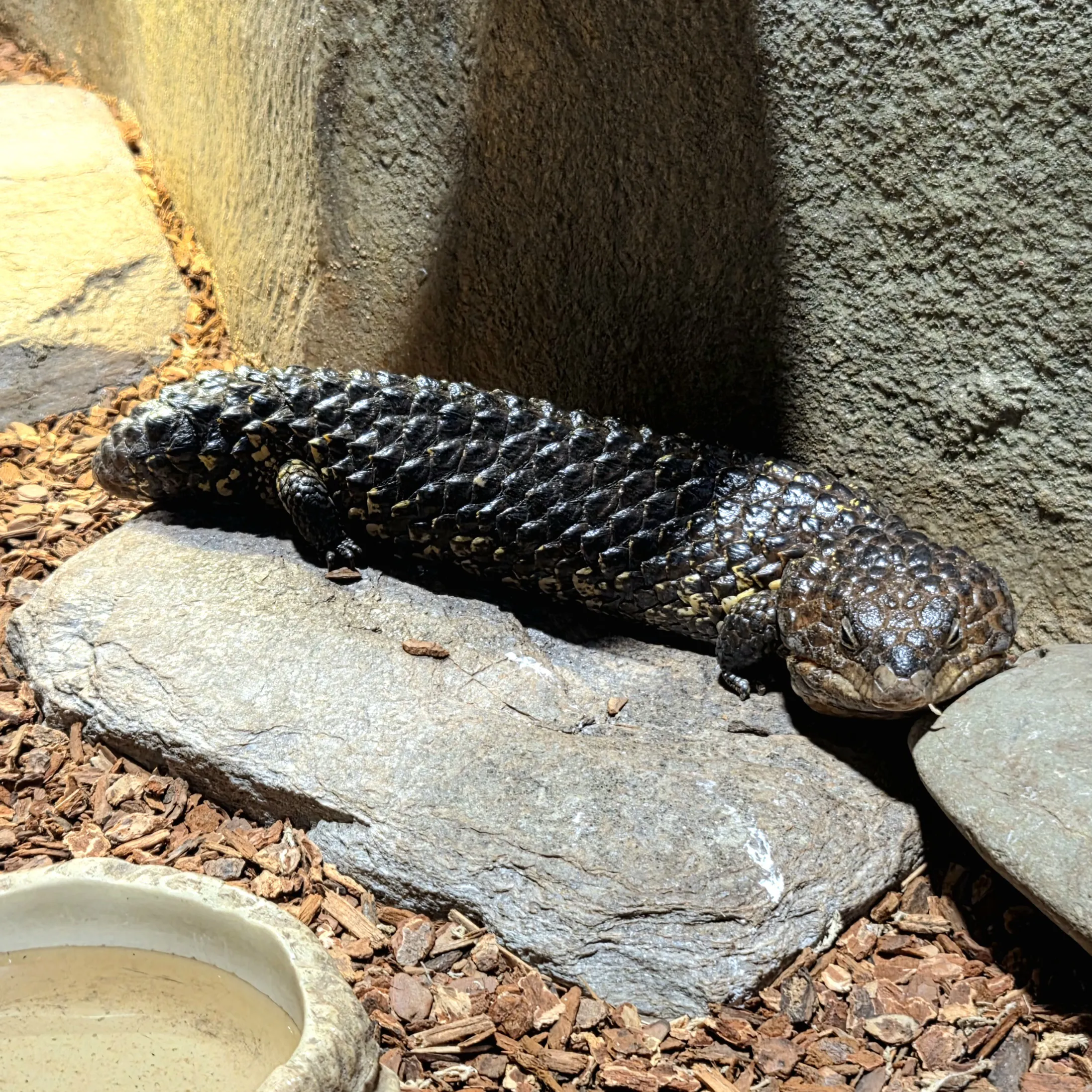 Shingleback Lizard