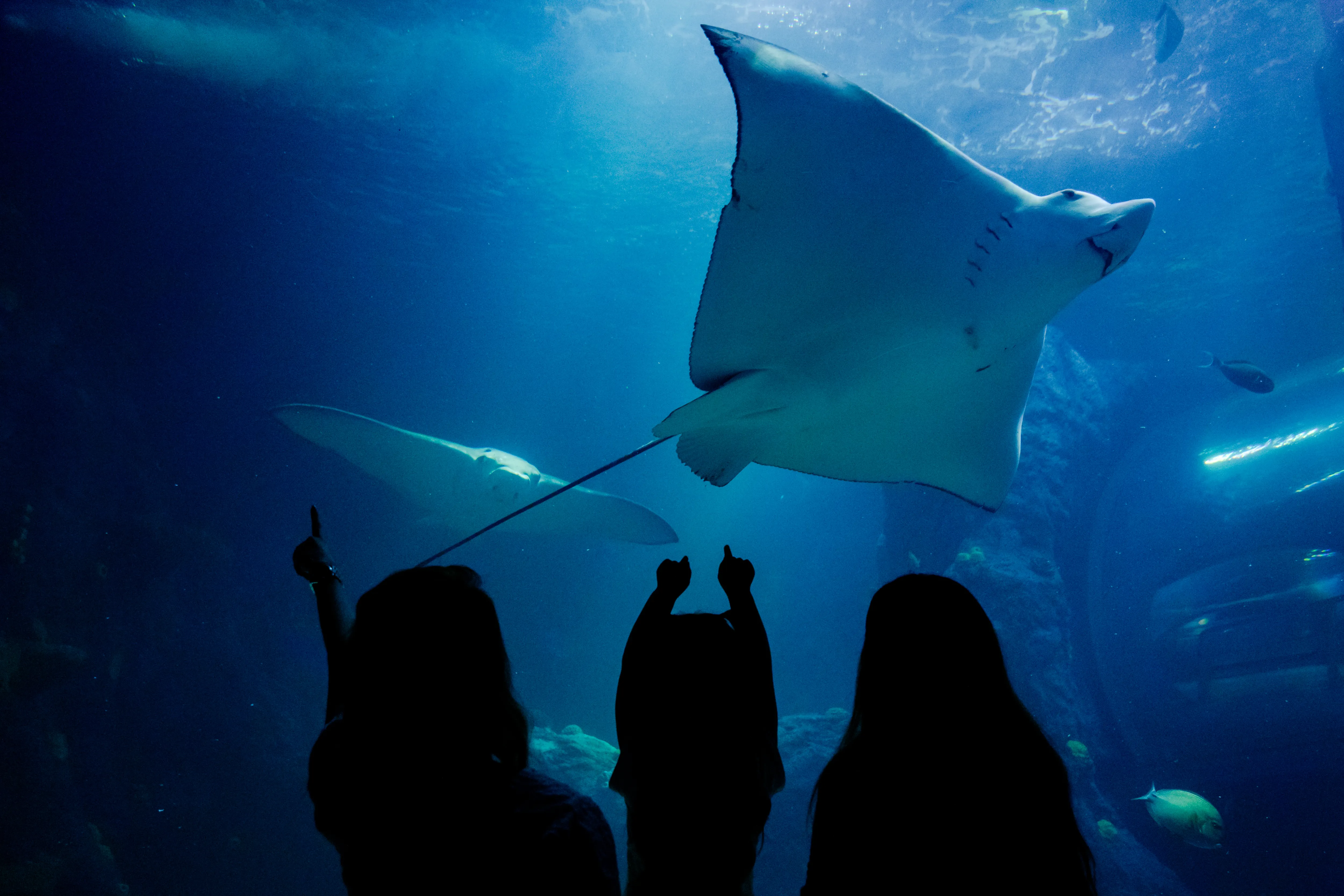 Guests watching a ray 